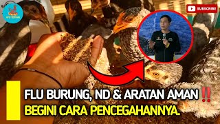🔴 RAHASIA PAK BAYU DININGRAT: PENCEGAHAN AYAM TERKENA FLU BURUNG, ND DAN VIRUS LAINNYA. MEMANG JOSSS
