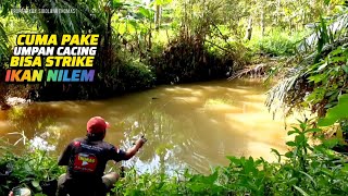 Just using worm bait can strike Nile fish