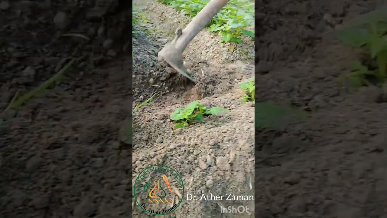 Mini tuber production in net house from ELISA tested Potato plantlets (2024-2025)..