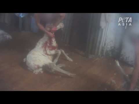 BREAKING: 5th Australian Wool Industry Exposé—Does It Look Like Anything Has Changed?