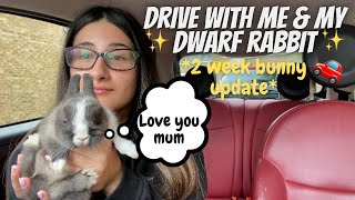 DRIVE WITH ME & MY NETHERLAND DWARF RABBIT IN MY FIAT 500| BUNNY UPDATES | ALICIA ASHLEY by Alicia Ashley 3,779 views 2 years ago 12 minutes, 29 seconds