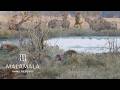 MalaMala Game Reserve - Hunt Sighting