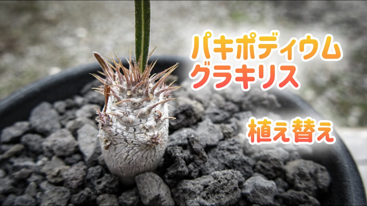 No.72 パキポディウム グラキリスの植え替え? - YouTube