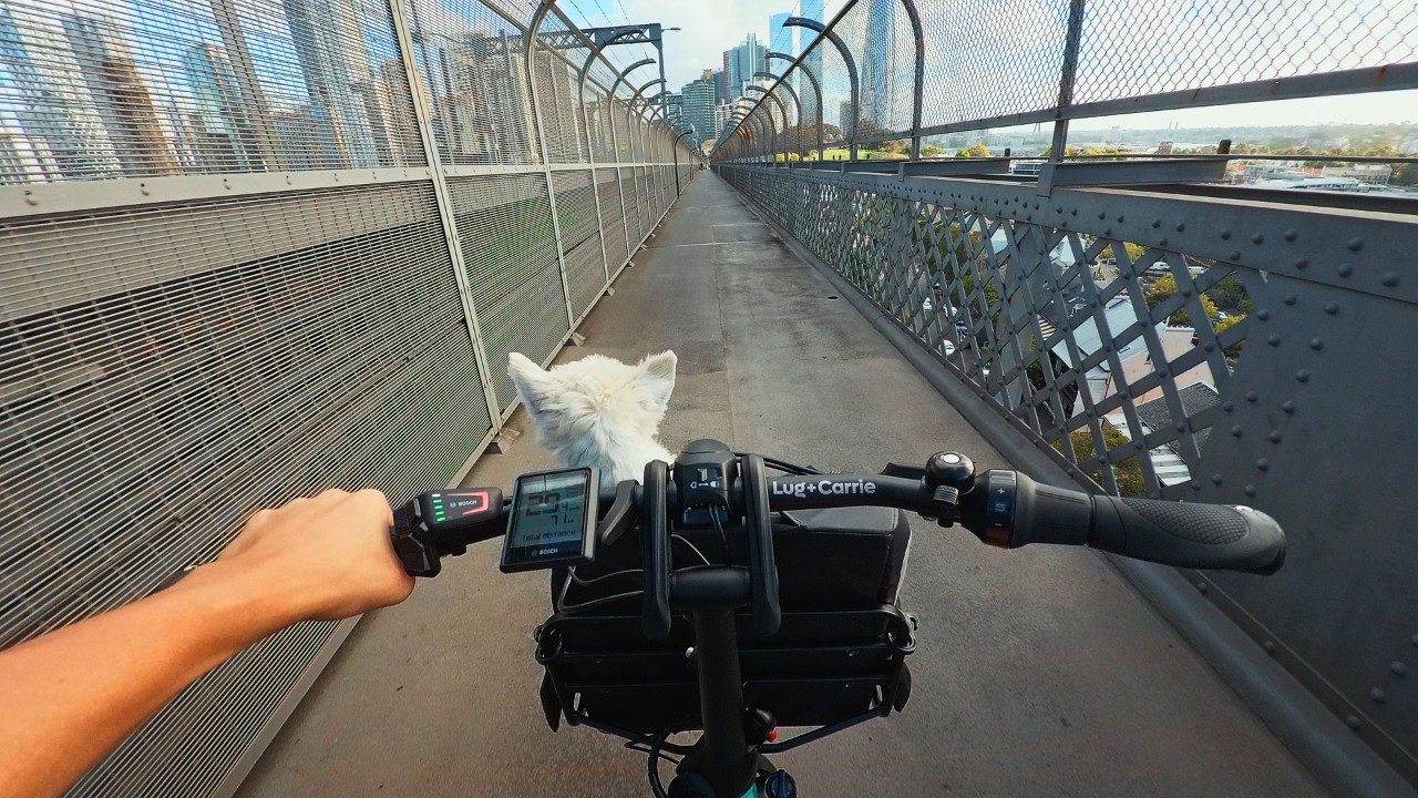 Riding Through The City With My Dogs