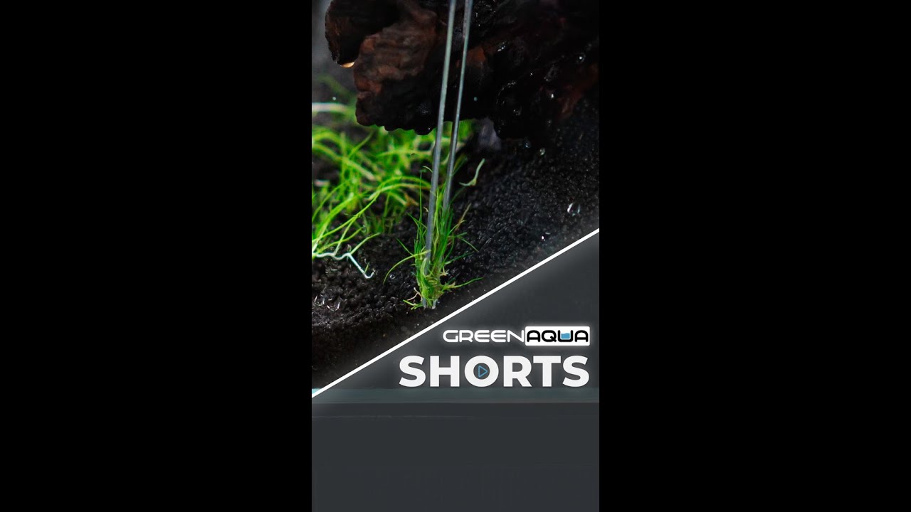 Use this trick to make sure your plants' melting is only a temporary issue!🧐🌱