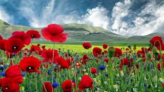 Watch Gheorghe Zamfir Can You Feel The Love Tonight video