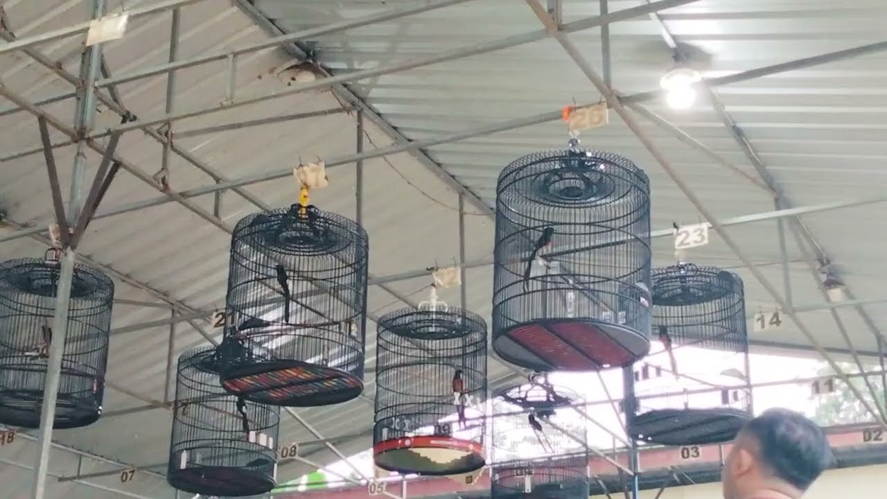 AWAASSS MUARAIMU NGAMUK 💯%SIMULASI GANTAANGAN MURAI BATU