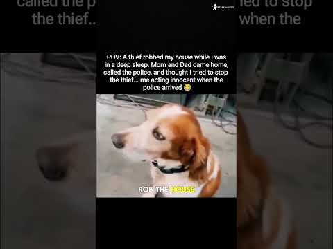 💚The World's Most Innocent Security Guard 😂 #trending #viralvideo #funnydog #shorts