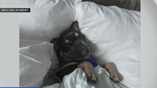 Family says French bulldog died after being left outside at Hollywood sitter’s home