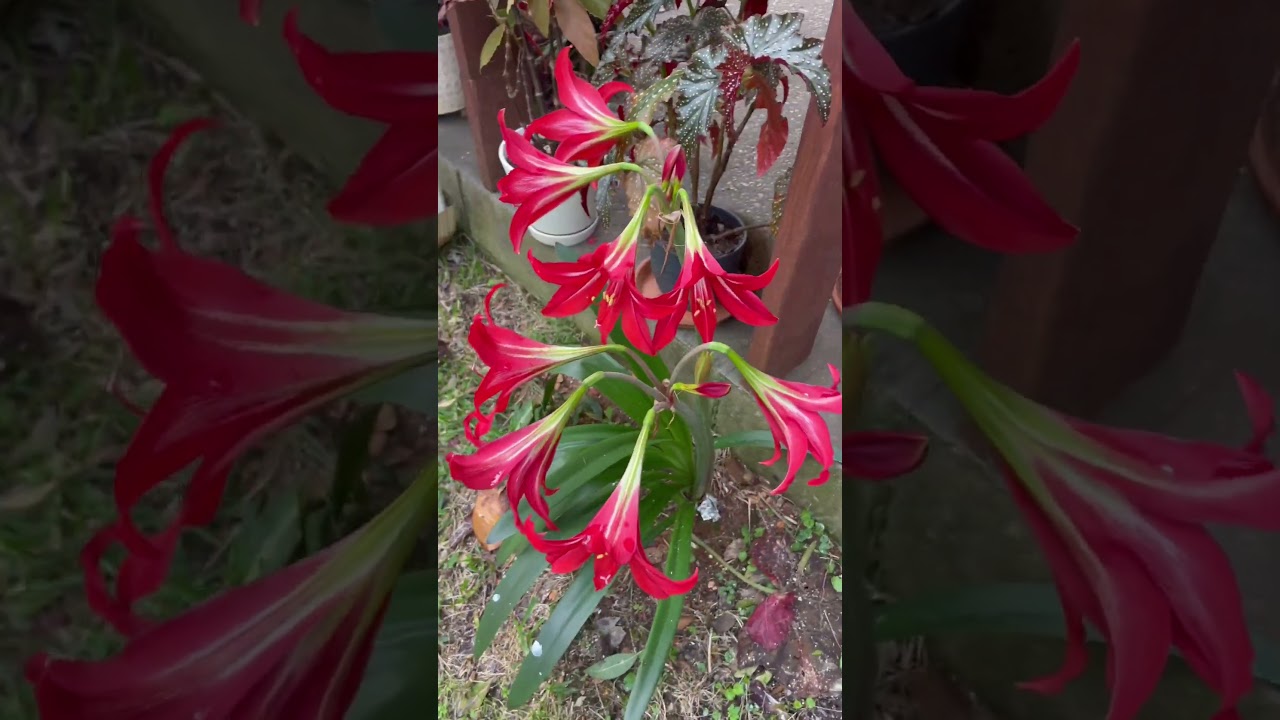 Amaryllis roja 