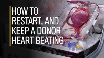How to restart, and keep a donor heart beating
