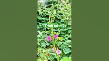 Bí ẩn cây Trinh Nữ Móc: Khi lá cụp lại – Khám phá loài cây kỳ lạ!