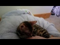 Bengal Cat Tesla morning love