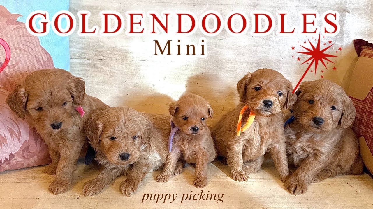 Beautiful English Mini Goldendoodles puppies || Orchid & Wallace || Pickinf video || 