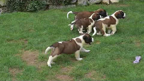 Saint Bernard Puppies For Sale John S  Petersheim Jr  1
