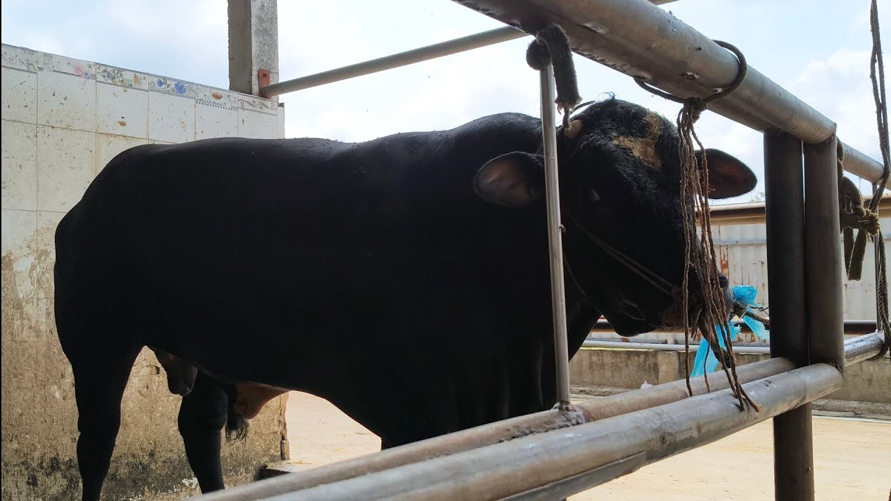 Bò pháp đen bự về chuồng 