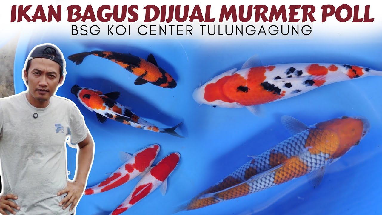 Bebas Ongkir❗Harga Langsung Dari Peternak Ikan Koi | BSG Koi Center Tulungagung