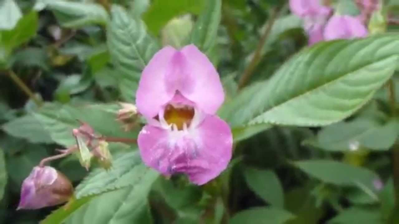 Impatiens glandulifera -  Skessulísa - Iðna Lísa - Aldinskellur - Garðagróður - Sumarblóm
