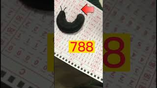 Swertres number bigay ni Wormy..  #jackpot #stl #lottery