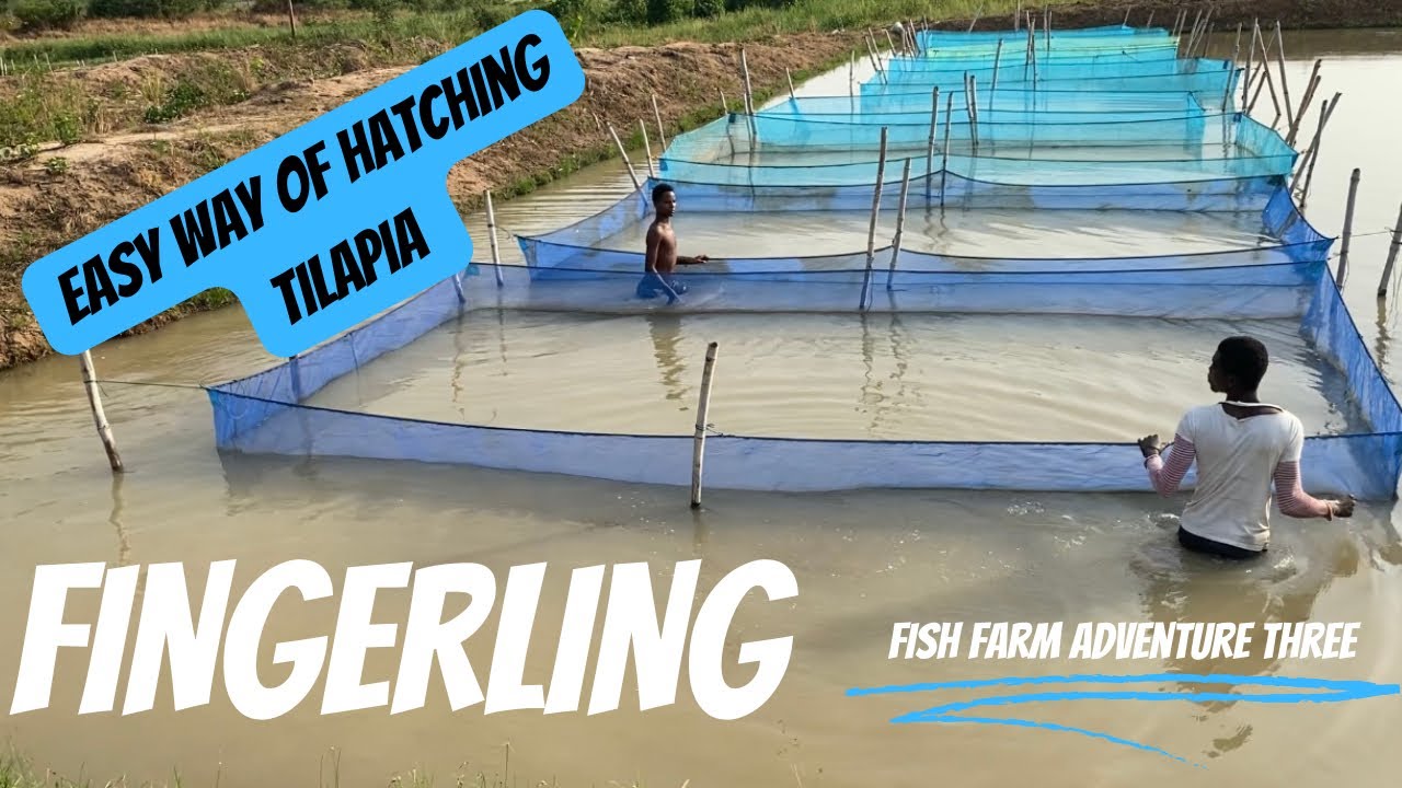 How to hatch tilapia fingerling without water change using probiotics