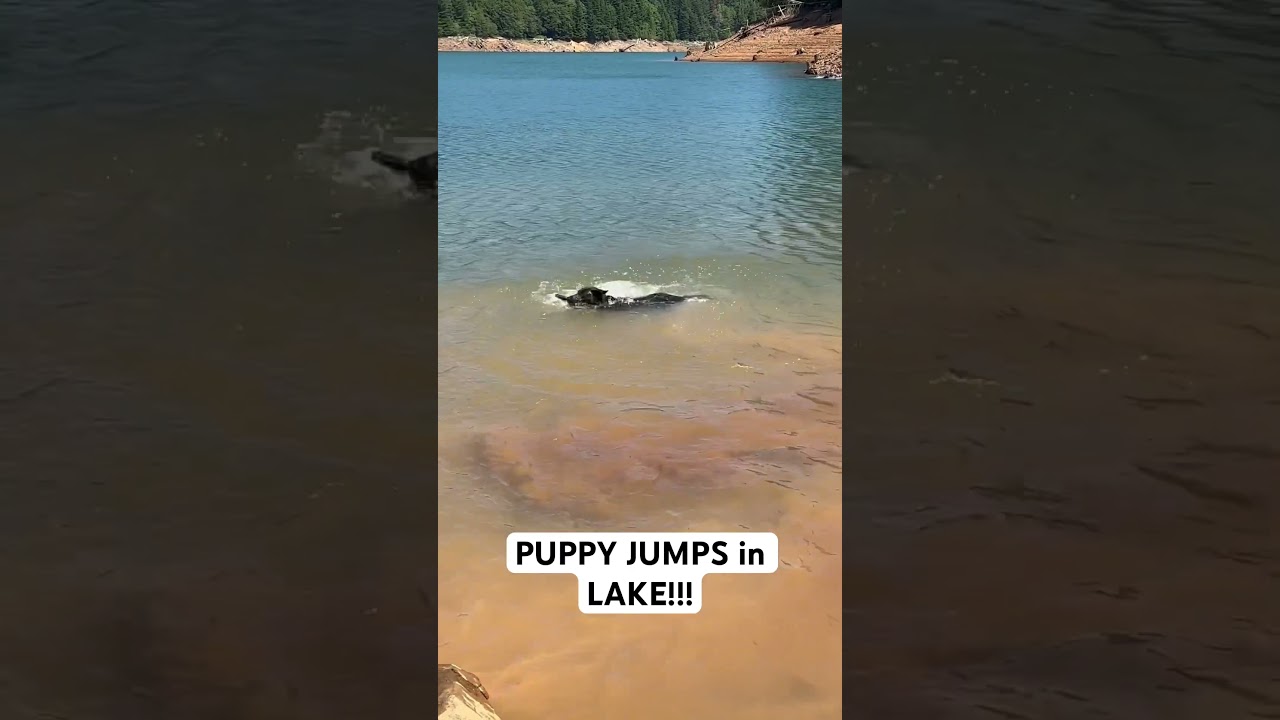 How I taught my German shepherd to SWIM!! 