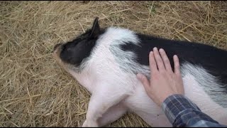 Pig ASMR (1 Hour of Oinking, Snorting, Petting) screenshot 5