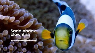 Fish Sounds: Do fish talk to each other? | Earth Unplugged