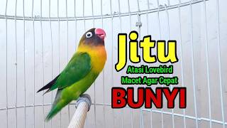 Lovebird Ngekek Panjang FIGHTER MANTUL Buat TERAPI Lovebird MACET JARANG BUNYI
