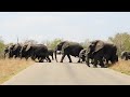 One of Those Famous Elephant Crossings at Kruger National Park