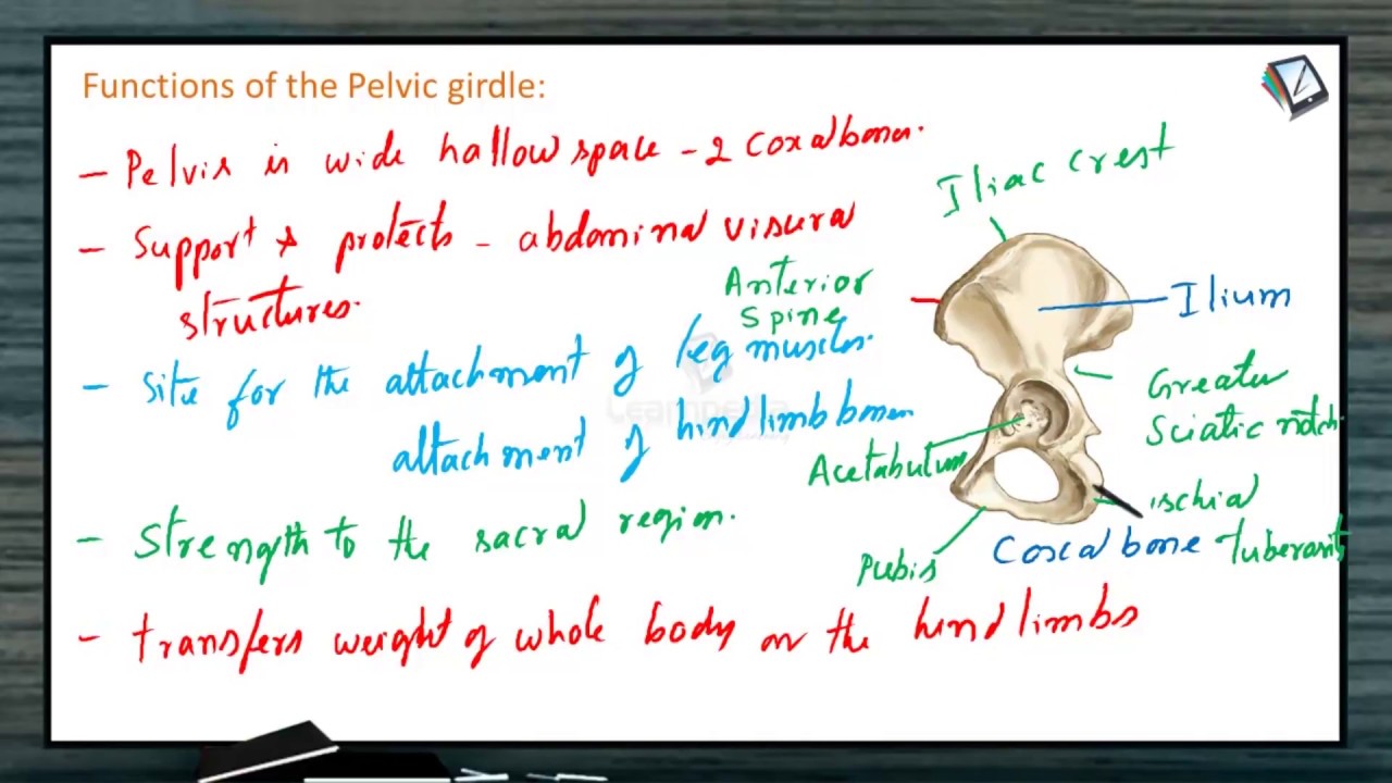 Pelvic Girdle - Definition and Functions of Pelvic Girdle - NEET