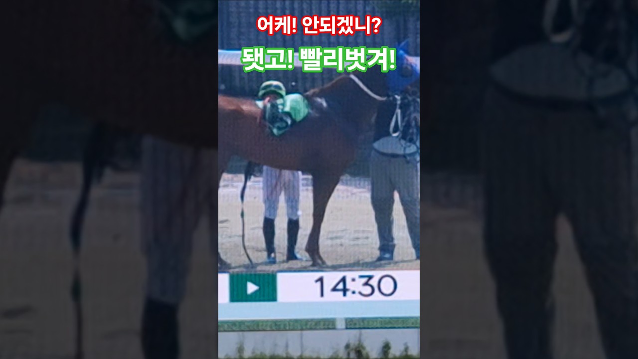어휴! 말밥을 제대로 안차려줬구나!#경마 #말 #달려라말 #shorts