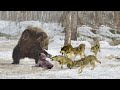 A pack of wolves attack a bear brutally  1001 animal