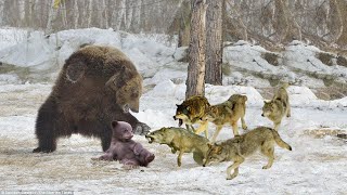A Pack Of Wolves Attack A Bear Brutally | 1001 Animal