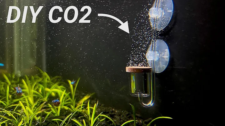 Easy and Affordable DIY CO2 for Your Planted Aquarium