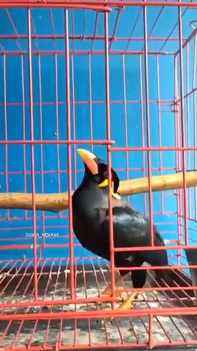 Burung Beo Menyanyikan Lagu Susu Nasional #shorts