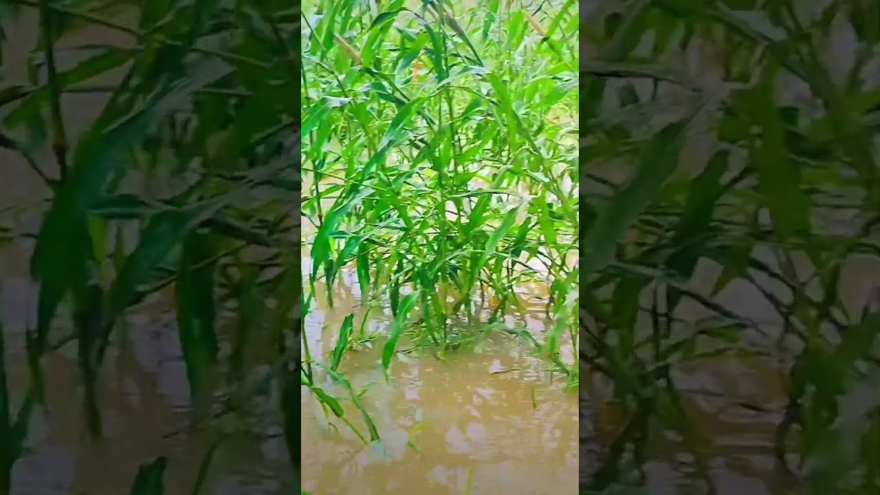 Bajriki barcelifnek alt kar