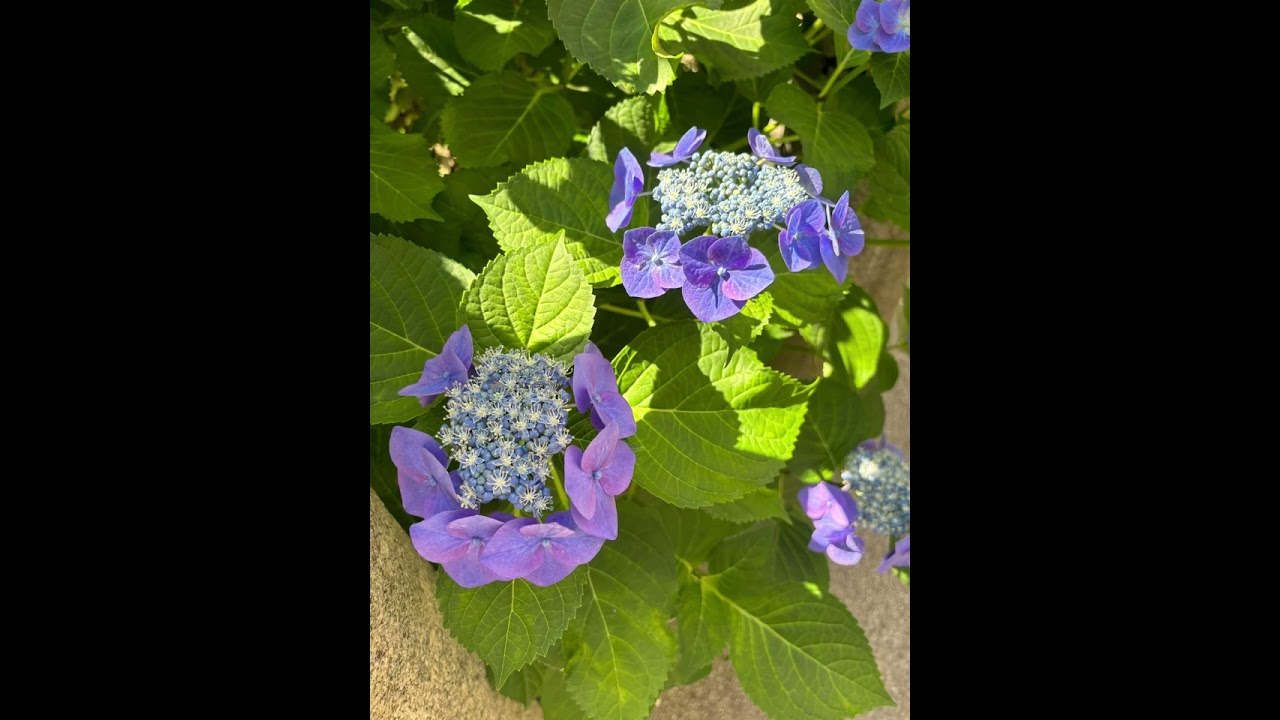 紫陽花 - YouTube