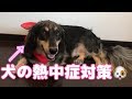 この暑さは犬も耐えられない？？～熱中症対策～【ミックス犬くう】