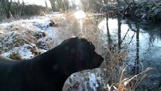 Bella's ball rolled into the frozen river by jad4754 238 views 12 years ago 1 minute, 36 seconds
