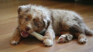 Playful Puppy - 9 weeks | Pekka the Australian Shepherd by Haukkumo 989 views 4 years ago 1 minute, 38 seconds