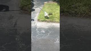 Police Saving family of baby chicks who fell in the in the drain