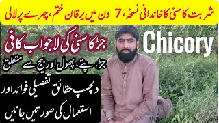 Chicory health benefits in urdu | kasni ke fawaid | yarqan ka ilaj | arq e kasni | کاسنی کے فائدے