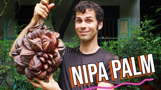 Hunting the Extraordinary NIPA FRUIT! (and the strange ways that you eat it)