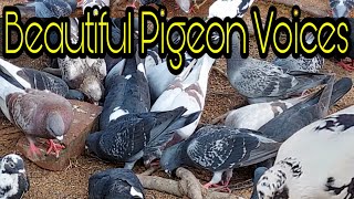 Beautiful Pigeon Voices || Sangat Merdu Suara Burung Merpati#LintangSarahChanel
