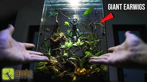 My New Giant Earwig Farm