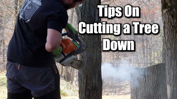 Tree Removal Made Simple: Pro Tips and Tricks for Success