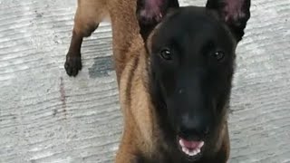 Melatih Anjing Belgian Malinois