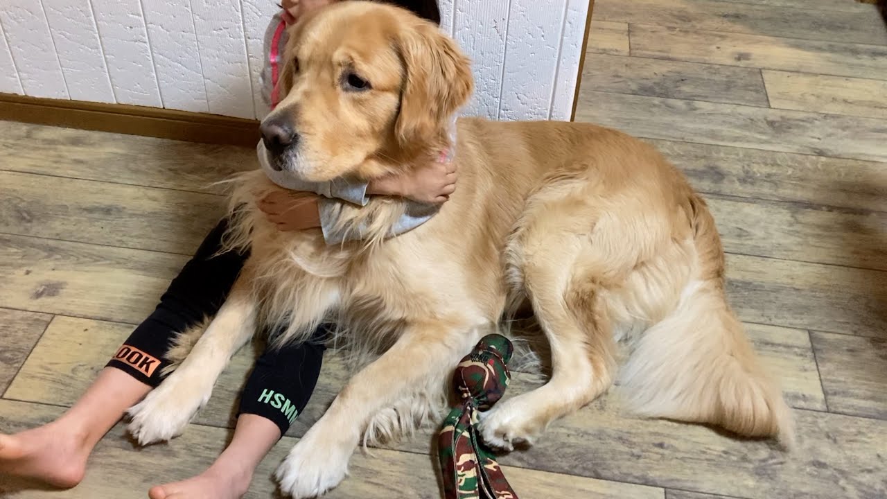 【 Golden Retriever 】ゴールデンレトリバー　27-27.5cm ゴールデン・レトリバー - Wikipedia