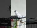 White Budgie chattering || parakeet sound #birds #budgies #parrot #parakeet