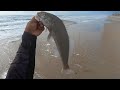 How to catch monster sea mullet from the surf nc style
